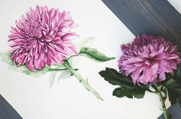 Хризантема мелкоцветковая гуашью