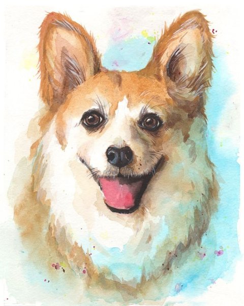 Вельш корги пемброк акварелью