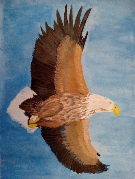 Орлан белохвост перья