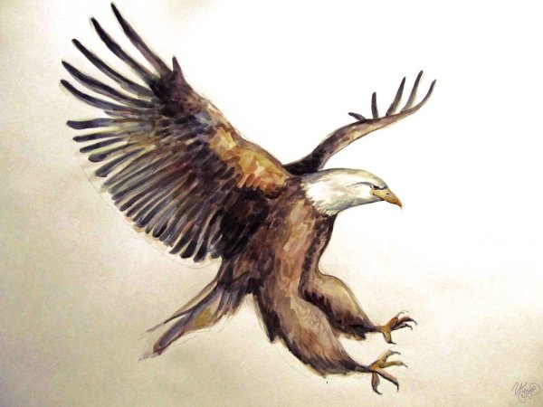 Орел акварель