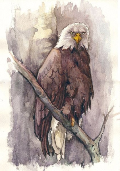 Орел акварель