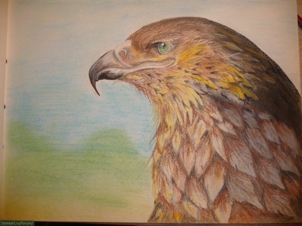 Цветные зарисовки Орлов