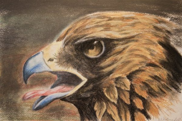 Рисование цветными карандашами орла