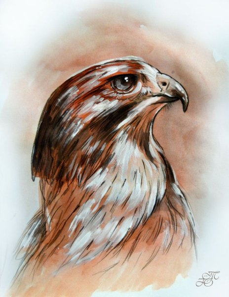 Нарисовать орла гуашью