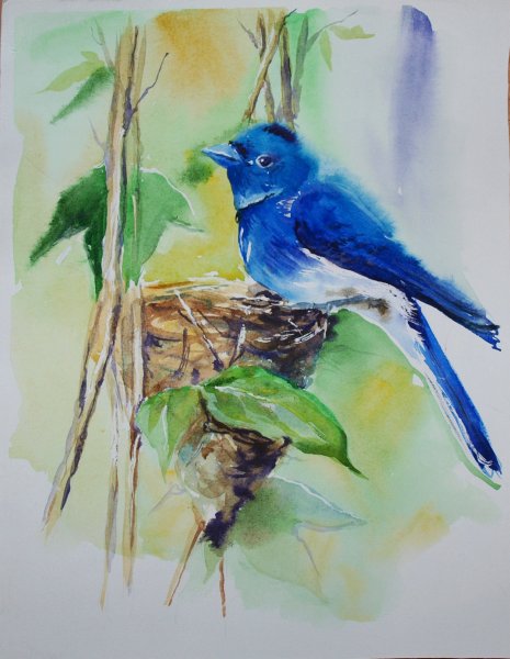 Рисунки гуашью птицы