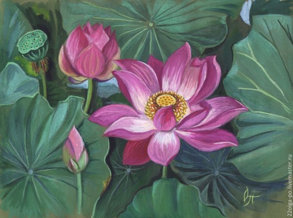 Wu Furong Лотос живопись