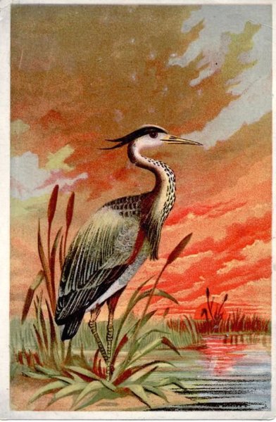 Цапля гуашью