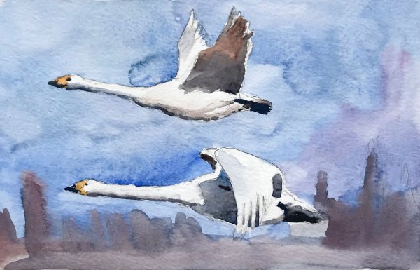 Журавль акварель летит