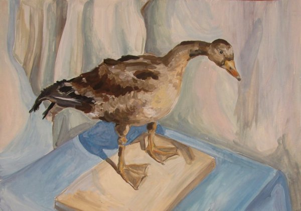 Этюд чучела птицы акварель