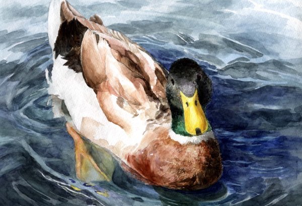 Селезень акварелью