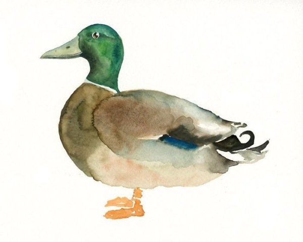 Утка акварелью