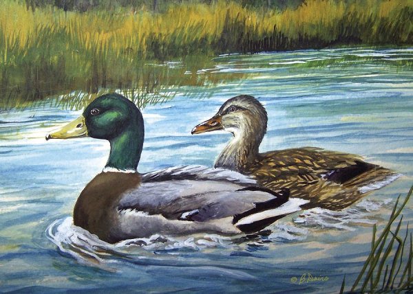 Селезень акварелью