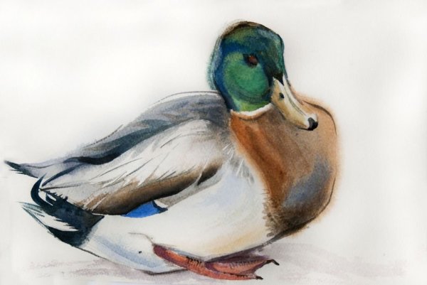 Этюд утки акварелью