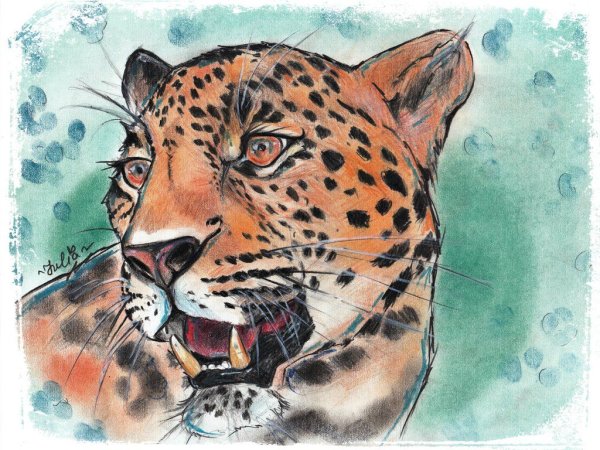 Леопард рисунок