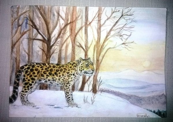 Дальневосточный леопард карандашом