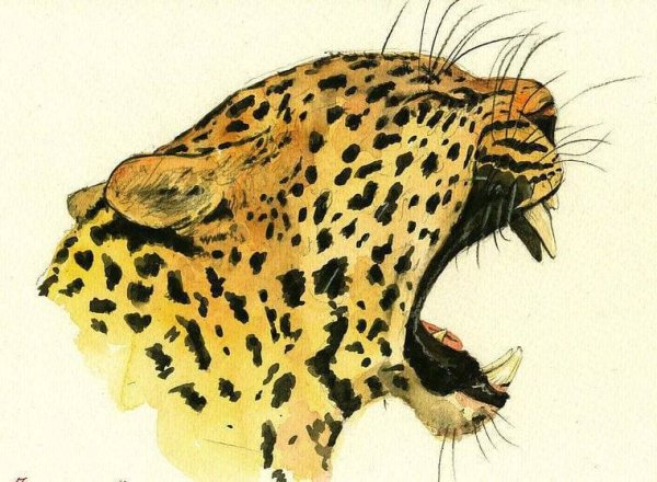 Голова леопарда в профиль