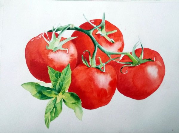 Помидор акварелью