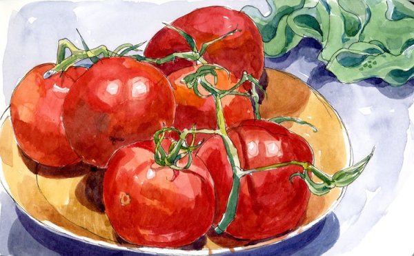 Помидор акварелью