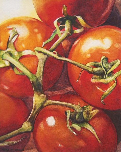 Помидор акварелью