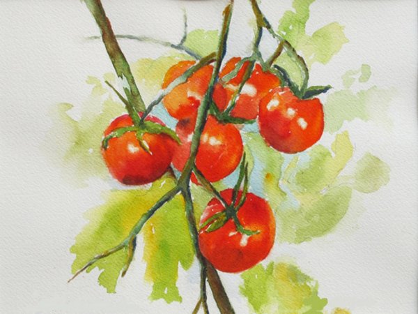 Ветка помидоров акварелью