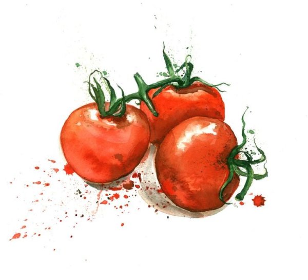 Помидор акварелью
