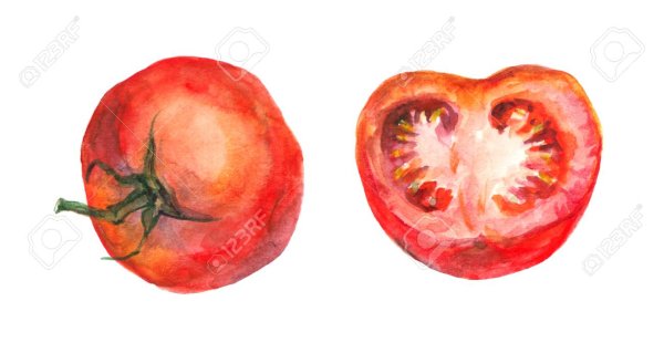 Помидор в разрезе акварелью