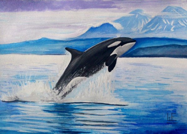 Касатка для рисования