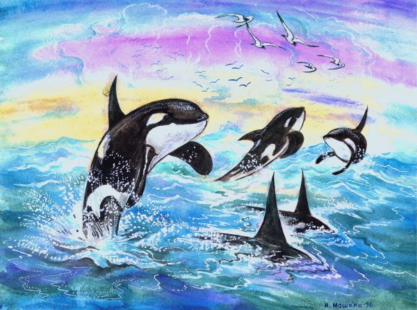 Касатка акварель