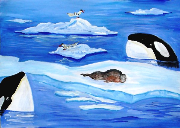Рисунок Касатка во льдах