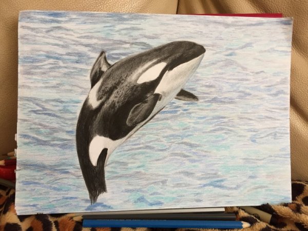 Касатка цветными карандашами