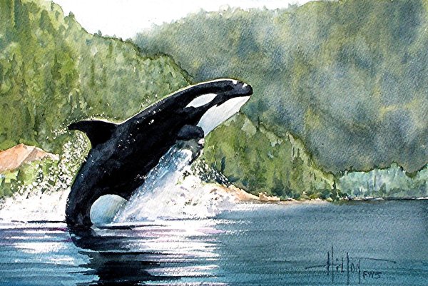 Касатка рисунок