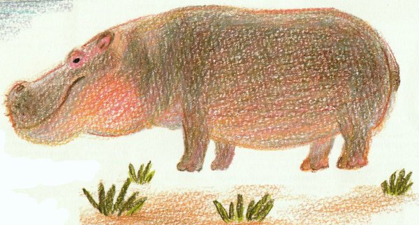 Бегемот рисунок