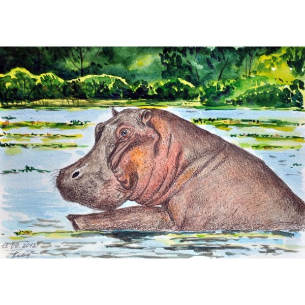 Бегемот цветными карандашами