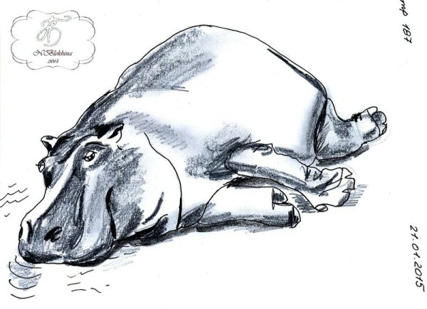 Зарисовки бегемота