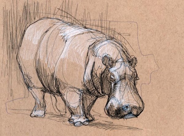 Зарисовки животных с натуры