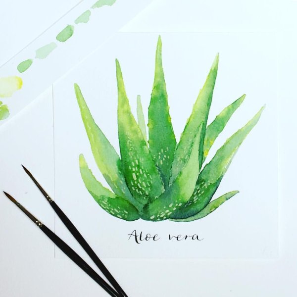 Алоэ акварелью