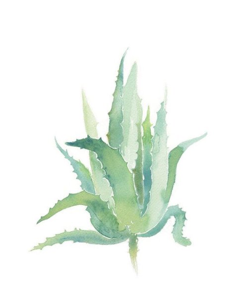 Алоэ Вера акварель