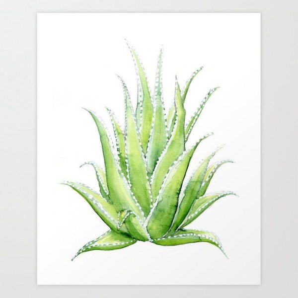 Алоэ Вера акварель