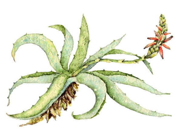 Алоэ Вера Ботаническая иллюстрация