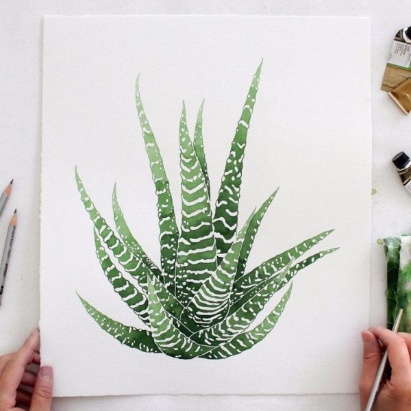 Алоэ акварелью