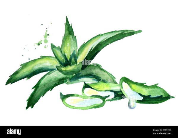Веточка алоэ рисунок