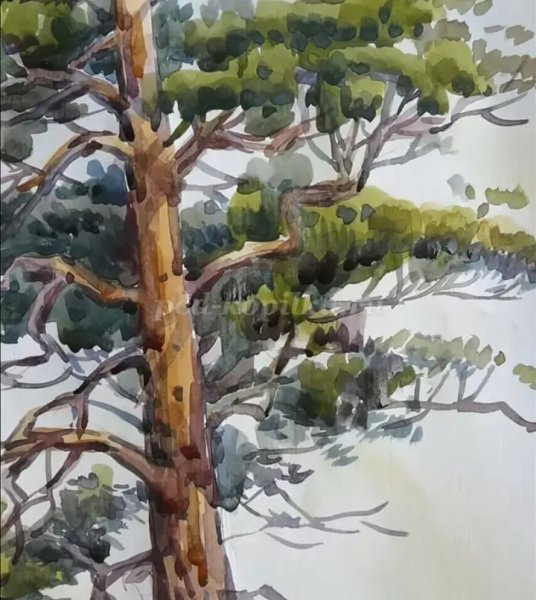 Кора дерева маслом