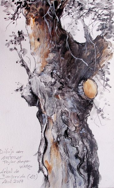Ствол дерева акварелью