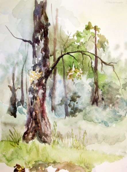 Этюд ветки сосны