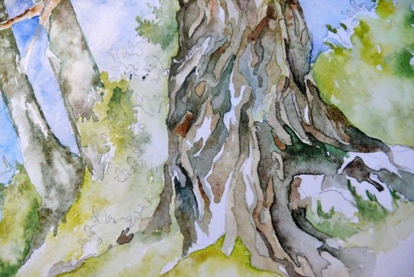 Кора дерева акварелью