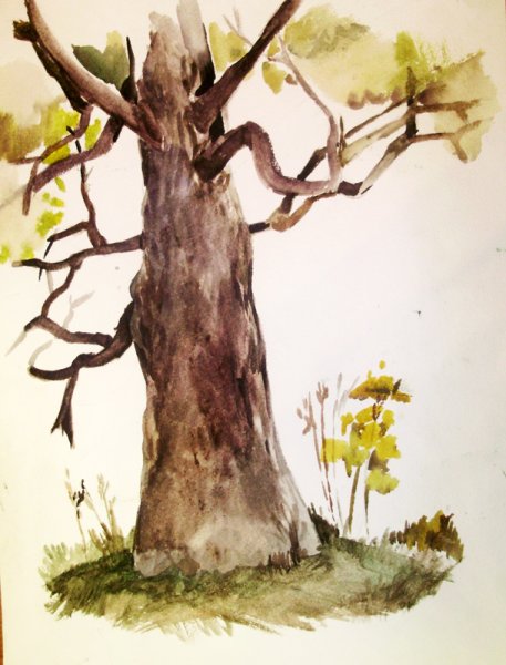 Кора дерева акварелью