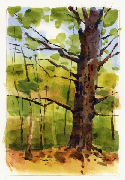 Кора дерева акварелью