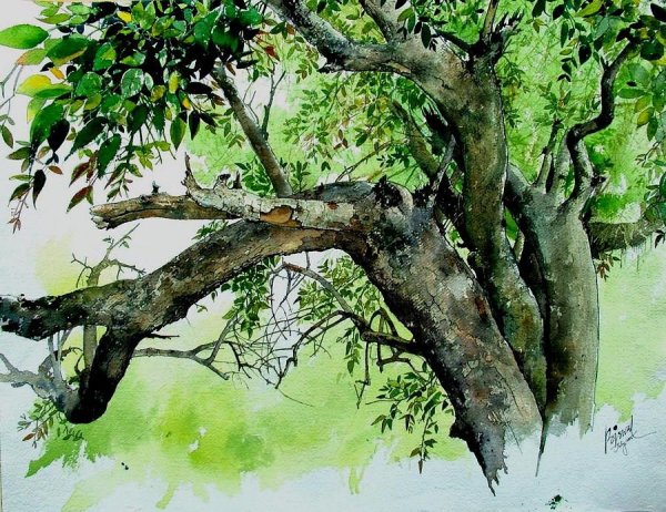 Кора дерева маслом