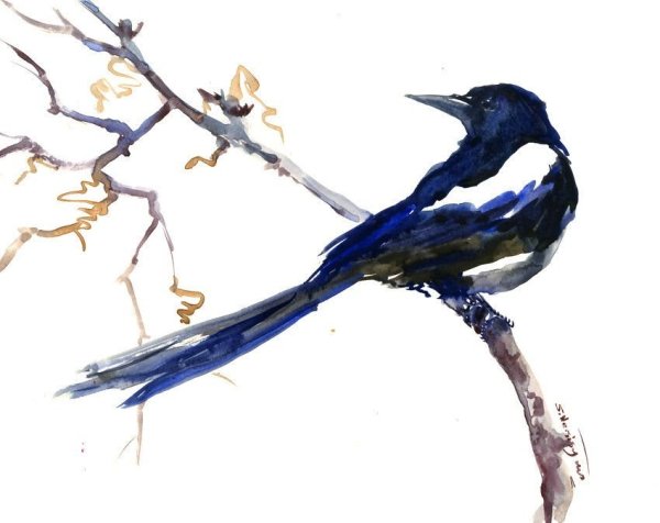Акварельные птицы сорока