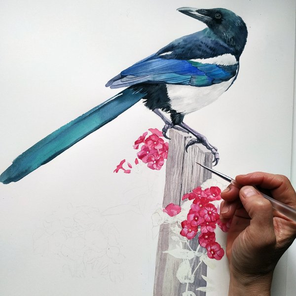 Сорока обыкновенная